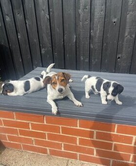 Jack Russell teriér