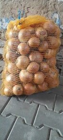 Cibule na uskladnění - 1