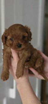 Cavapoo