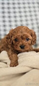 Cavapoo