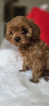 Cavapoo