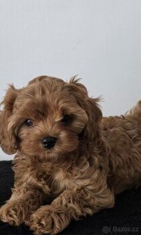 Cavapoo