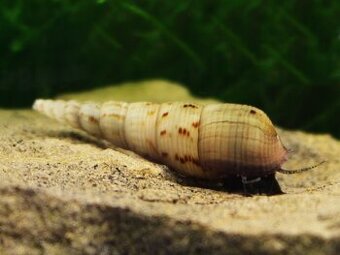 Piskořka vežovitá, akvarijní šnek (Melanoides tuberculata) - 1