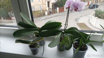 4 ks orchidejí - 1