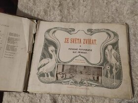 Ze života zvířat mžikové fotografie dle přírody