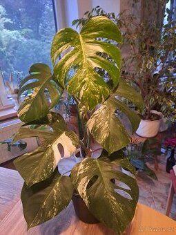 Panašovaná monstera