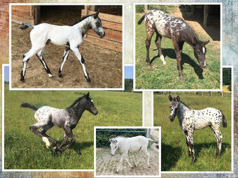 Klisničky Appaloosa k zamluvení