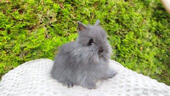Zakrslý králík, králíček - (TEDDY)-OLAF,OLIVER,OLINA