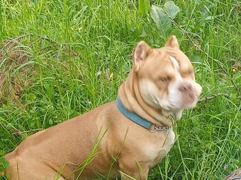 American bully pocket.