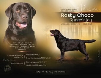 Labradorský retriever s PP