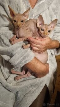 Kanadský Sphynx - pouze kocourky