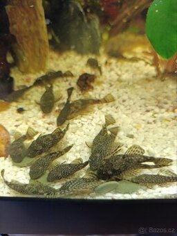 Ancistrus krunyřovec 3 az 5cm
