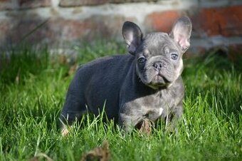 Francouzsky buldoček