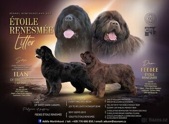 Novofundlandský pes s PP