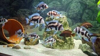 Prodám Malawi a Tanganiku