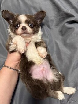 Čivava štěnátka s PP FCI