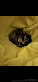 vakoveverka létavá