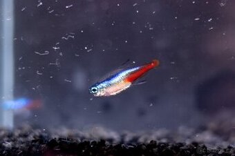 Prodám z odchovny akvarijní rybičky