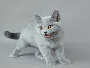 Koupím britské modré koťátko