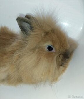 Zakrslý králíček bez PP sameček Frony - 1