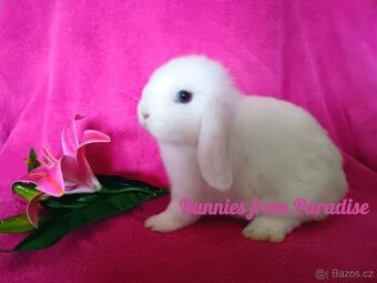 MODROOKÁ SATÉNKA ❤️❤️❤️