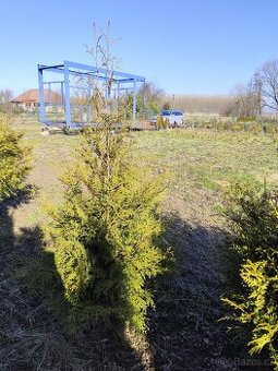 Sazenice thuje brabant 1.8-2.2 m