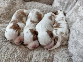 Kavalír king Charles Španěl