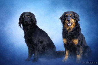 Hovawart s PP – štěňata (pouze psi) k rezervaci
