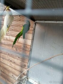 Papoušek nadherny - 1