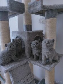 Britská modrá koťata krátkosrstá
