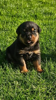 Prodám Rotvajler Štěňata Rottweiler s PP