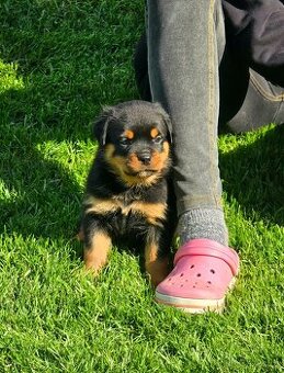 Prodám Rotvajler Štěňata Rottweiler s PP - volní dva pejsci