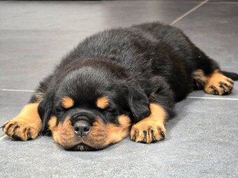 Prodám Rotvajler Štěňata Rottweiler s PP - volní dva pejsci
