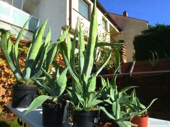 Agave americana - ČB a okolí