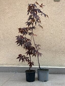 Japonský javor, zahrada, skalka, 2ks samostatně