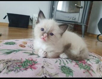 Prodám kotě ragdoll