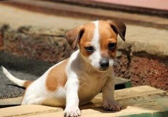 Jack Russel