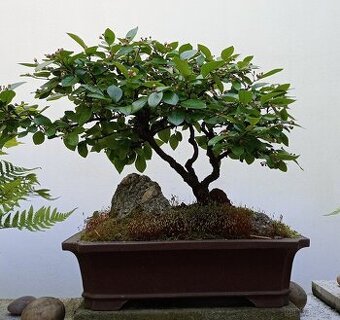 Skalník celokrajný bonsai