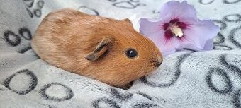 Morče, morčátko (Teplicko či přepravce)
