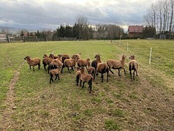 Prodám kamerunská jehňata