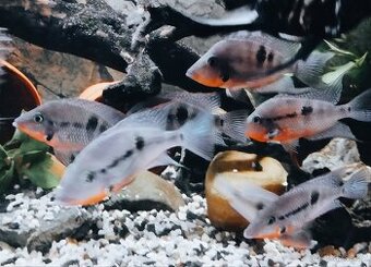 Kančík červenohrdlý