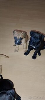 štěňátka APBT x Americký staford