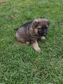 Německý ovčák štěňata