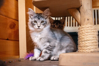 Mainská mývalí koťátka s PP