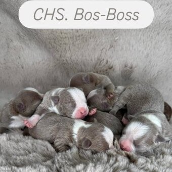 Bostonský teriér s PP