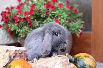 Zakrslý modrý beránek