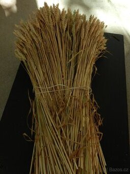 Pšenice sušená k dekoraci