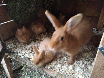 Burgundský králík samice