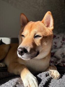 Shiba inu