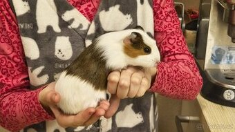 Morče, morčata, morčátka